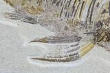 Bargain, Phareodus Fish Fossil - Huge Specimen #91361-4